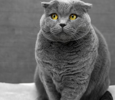 Clementine, a grey British shorthair