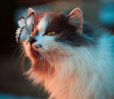 Luna, a fluffy white and grey cat
