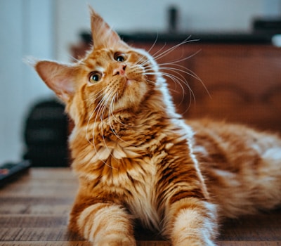 Oliver, an orange tabby