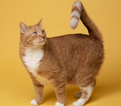 Shadow, a ginger cat on a yellow background