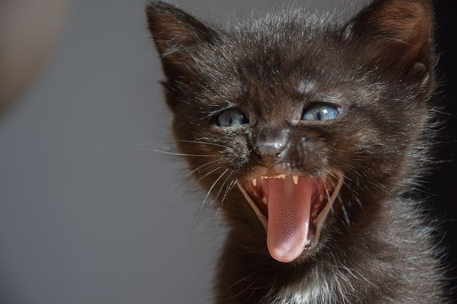 Noodle, a black shorthair