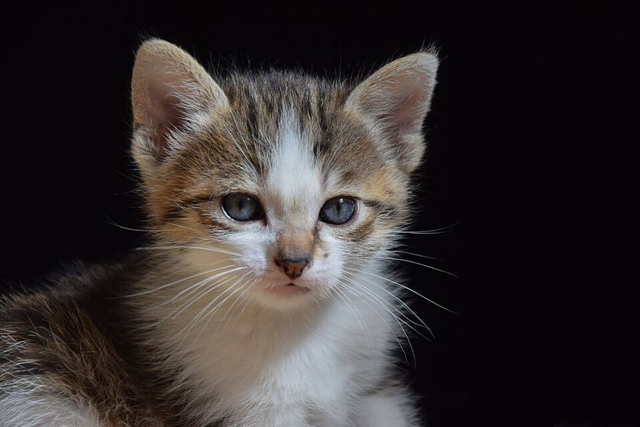 Chai, a maine coon mix