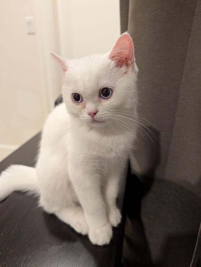 Caramel, a russian blue mix