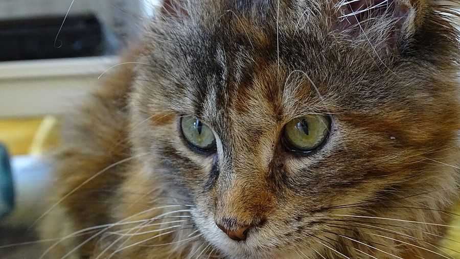 Daisy, a grey tabby