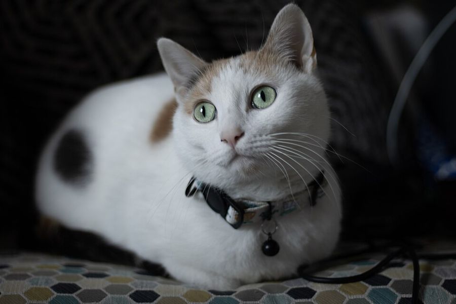 Pixel, a domestic shorthair