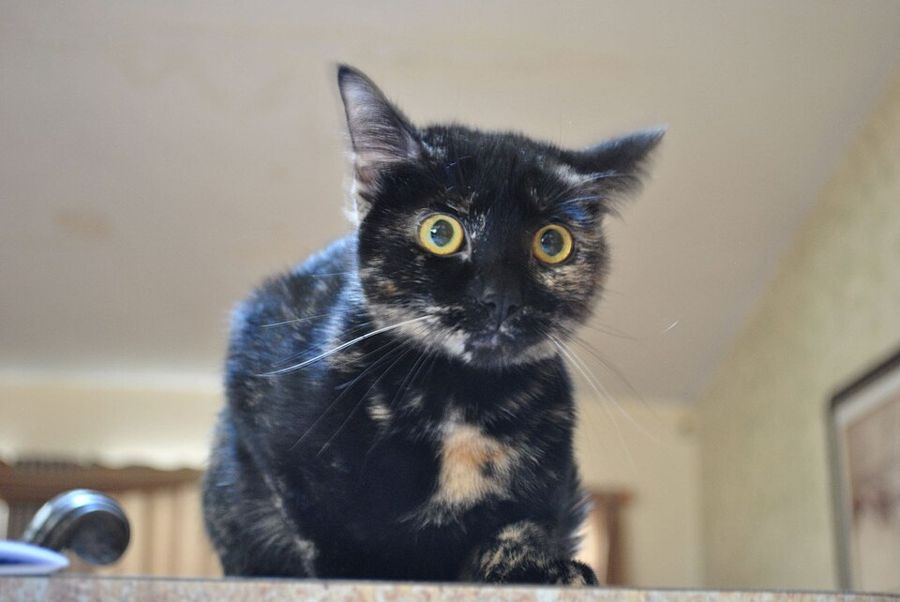 Mango, a grey tabby