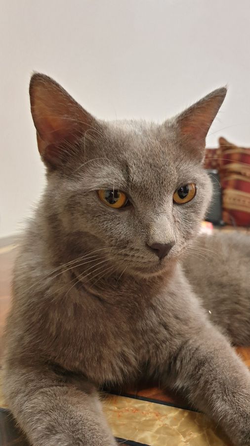 Willow, a brown tabby