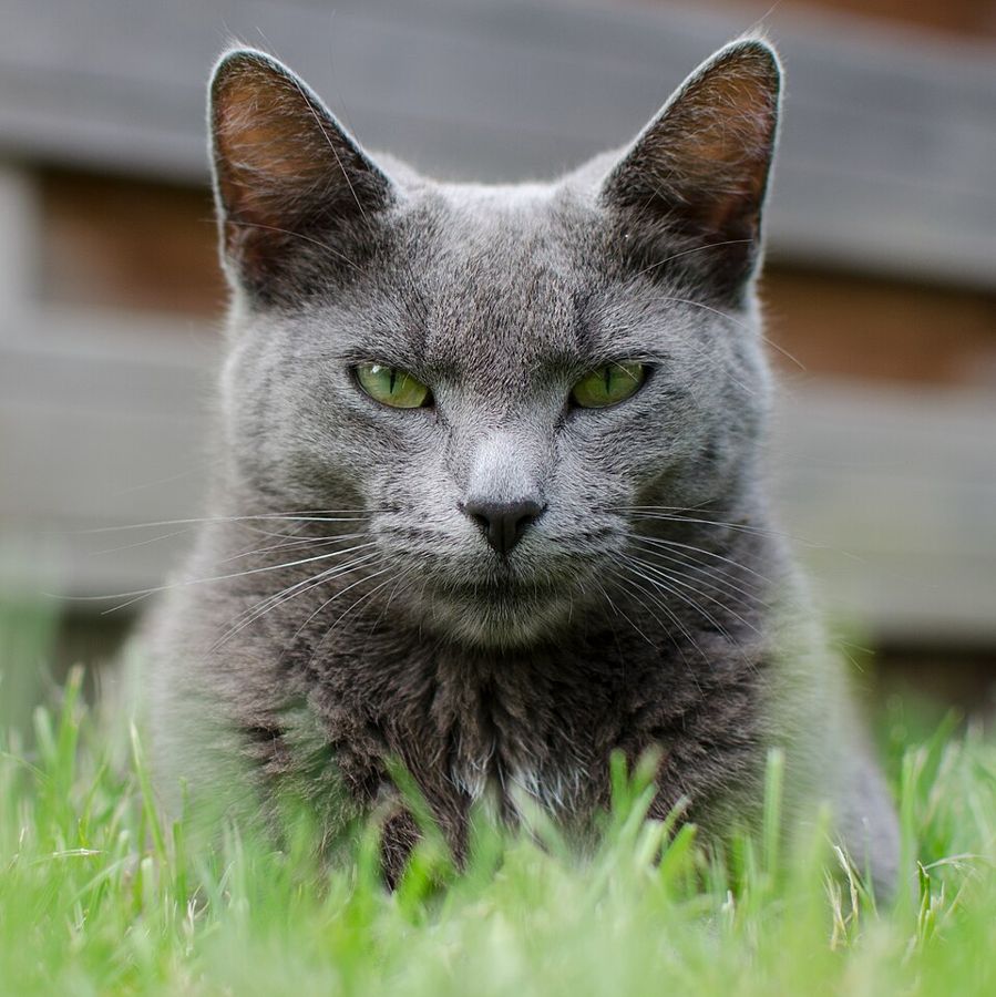 Fern, a domestic shorthair