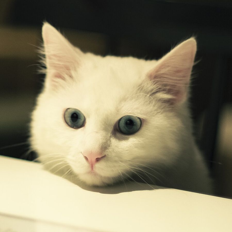 Leo, a maine coon mix