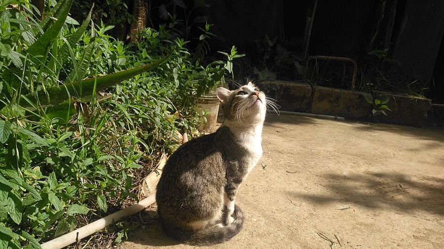 Tofu, a brown tabby