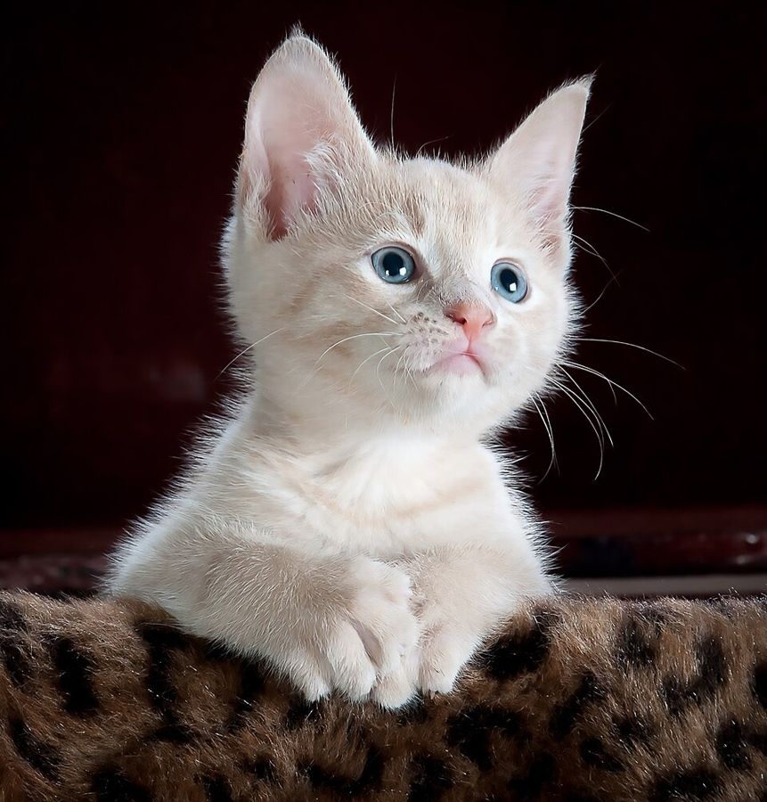 Heather, a norwegian forest mix