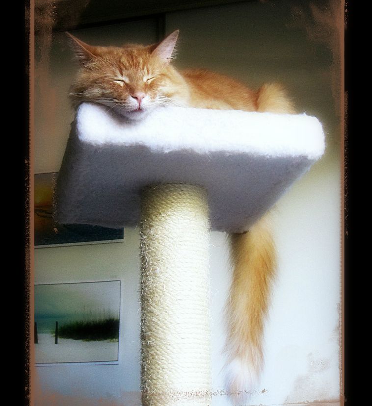 Ash, a norwegian forest mix