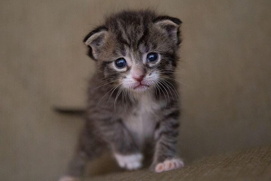 Bramble, a grey tabby