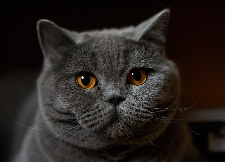 Ginger, a grey tabby
