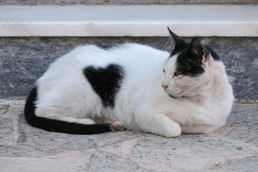 Cocoa, a siamese mix