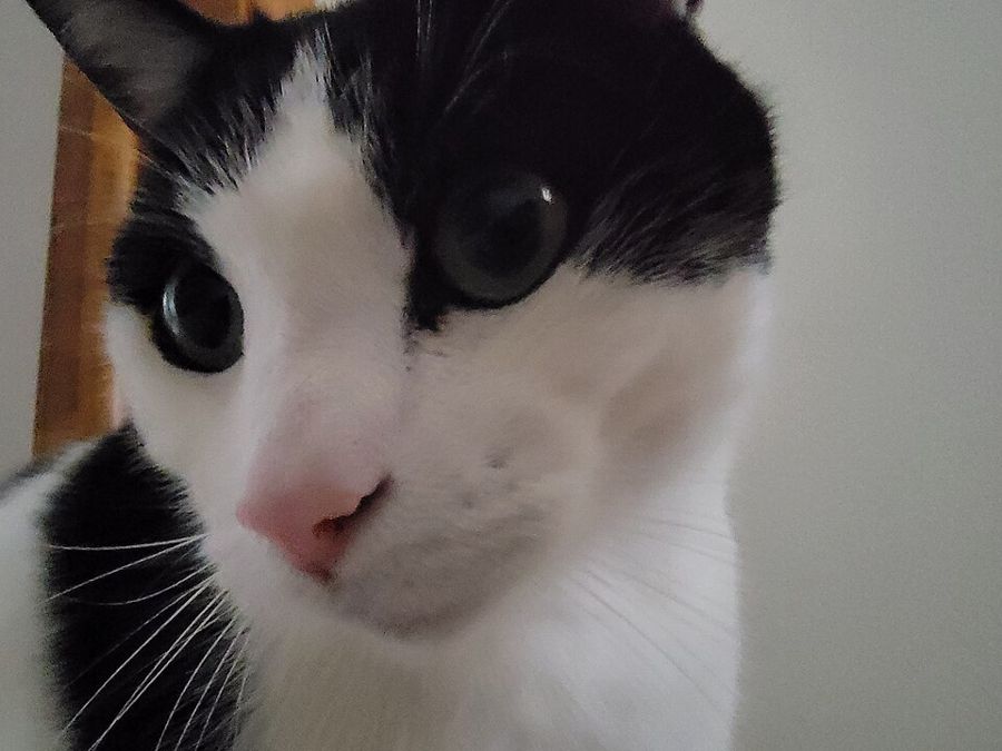 Saffron, a tuxedo