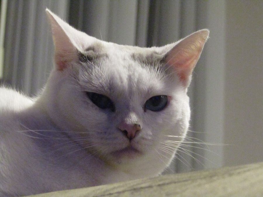Marble, a grey tabby