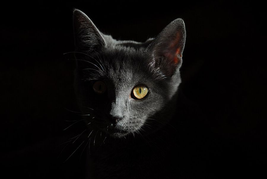 Pepper, a bengal mix