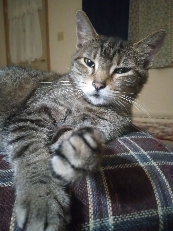 Oscar, a siamese mix