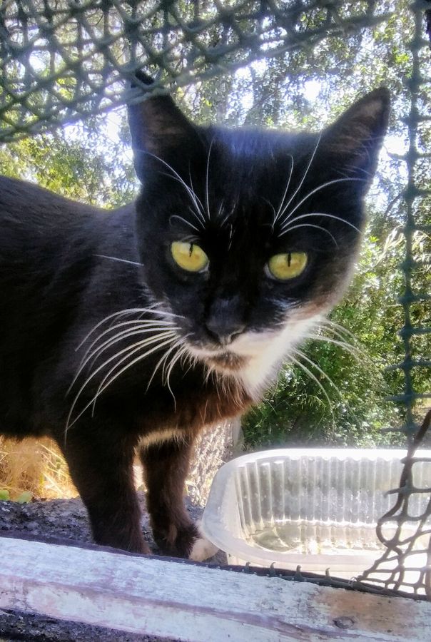 Charlie, a tortoiseshell