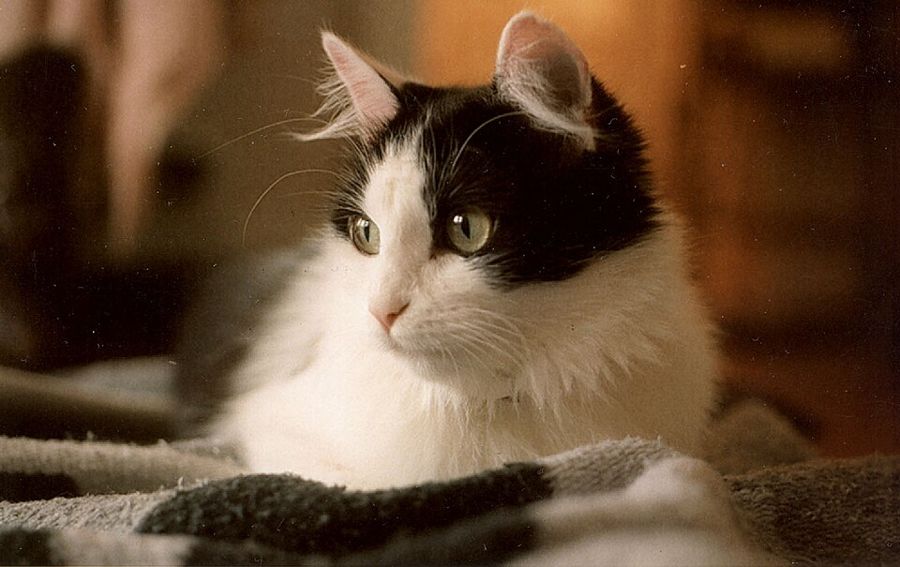 Pancake, a british shorthair