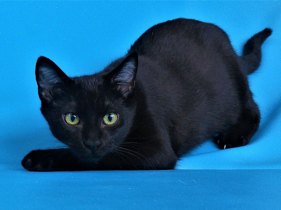Misty, a british shorthair