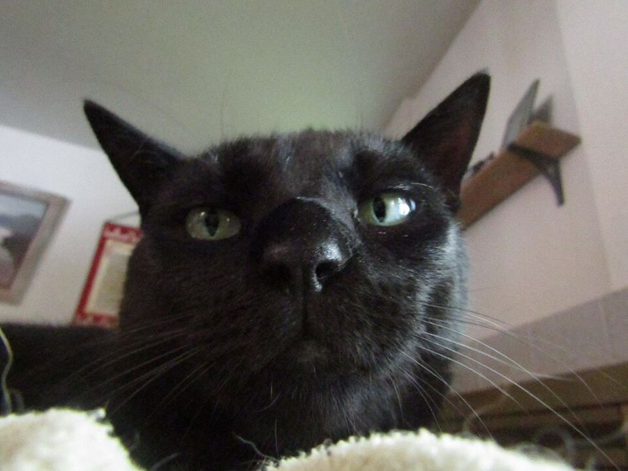 Archie, a sphynx