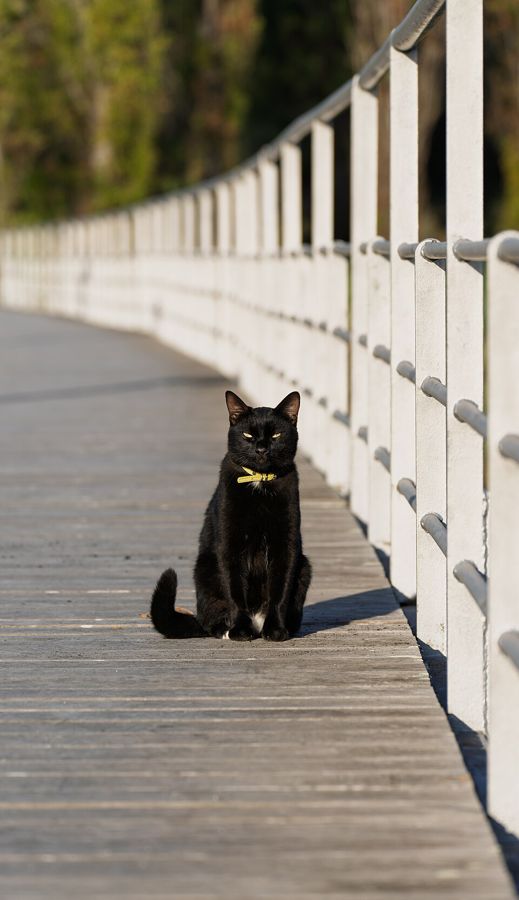 Iris, a british shorthair