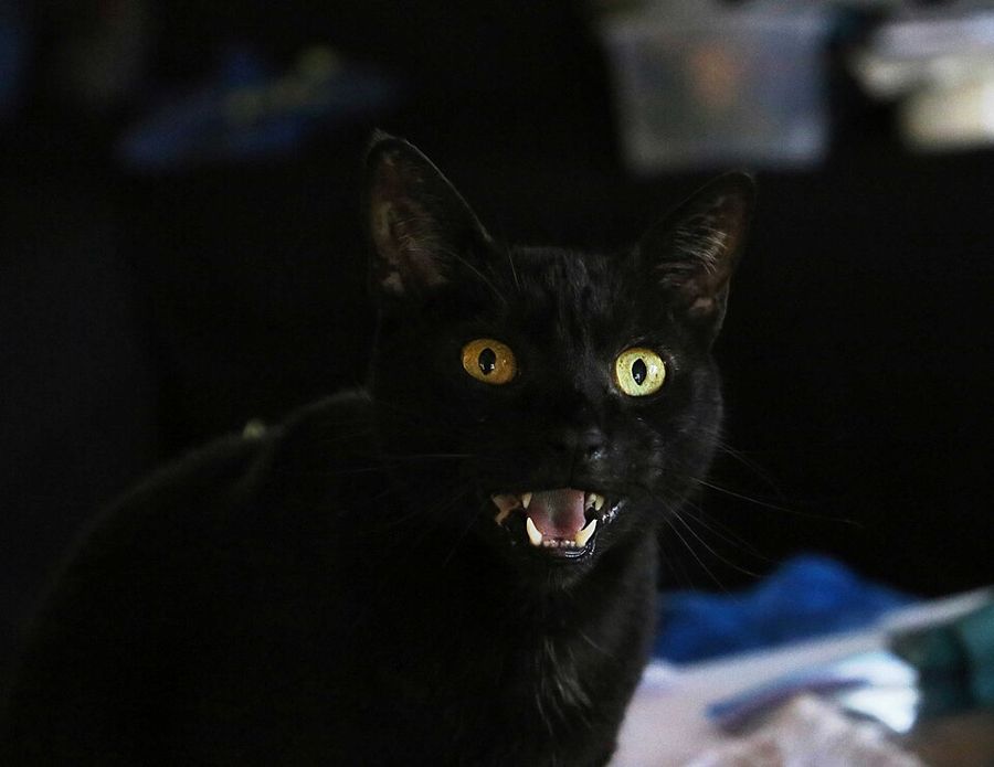 Basil, a domestic longhair