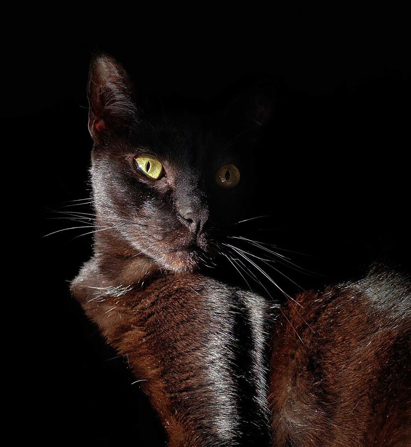 Lucy, a domestic longhair