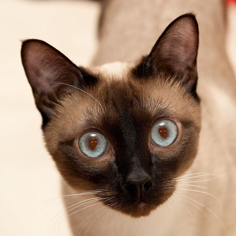 Rosie, a russian blue mix