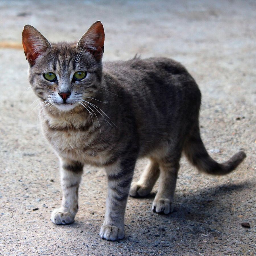 Moss, a brown tabby