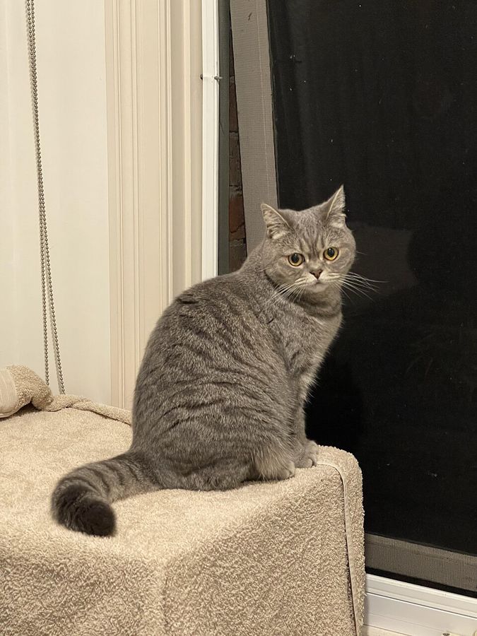 Violet, a black shorthair