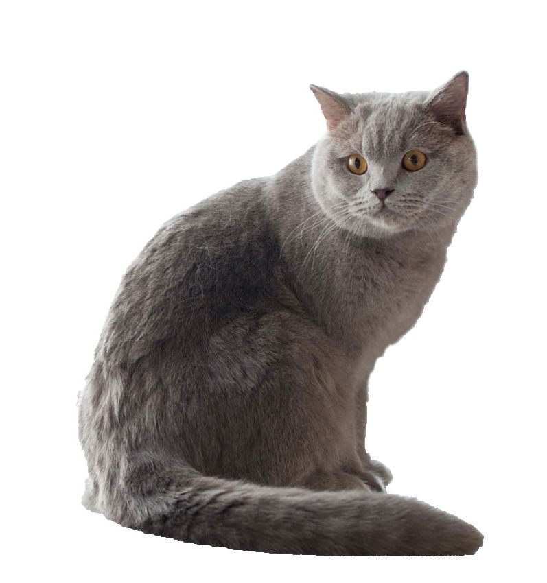 Butter, a russian blue mix