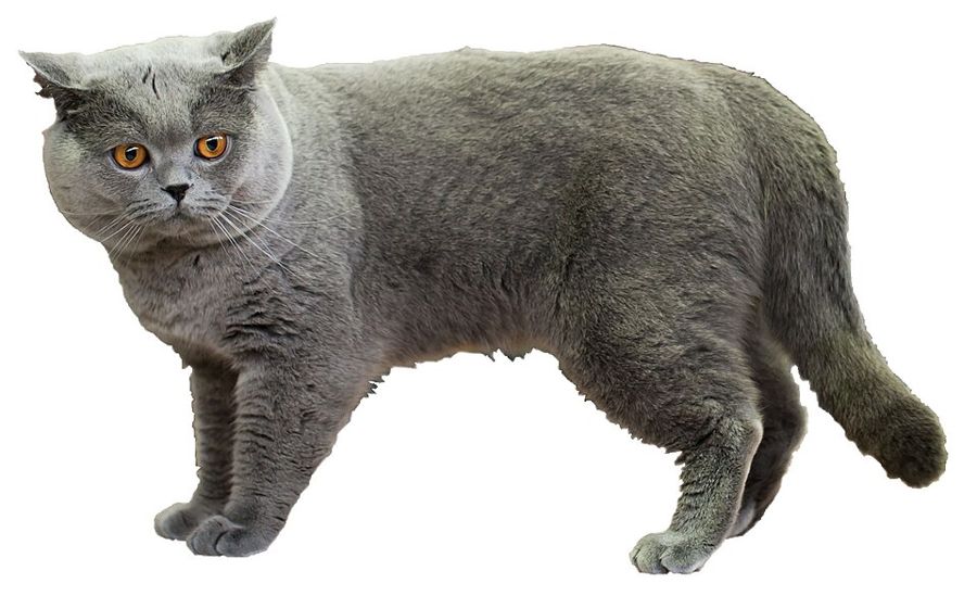 Latte, a grey tabby