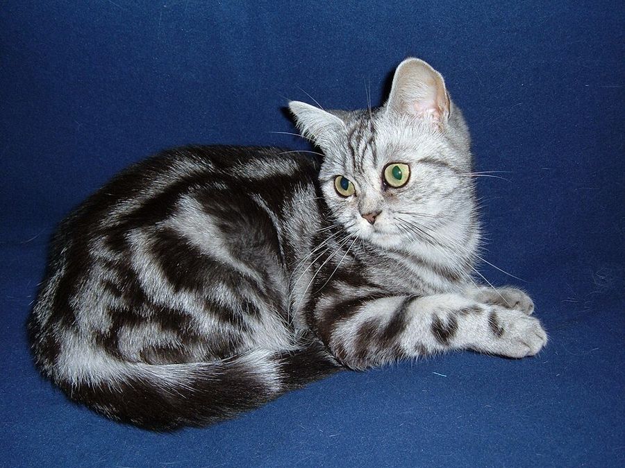 Pebble, a maine coon mix