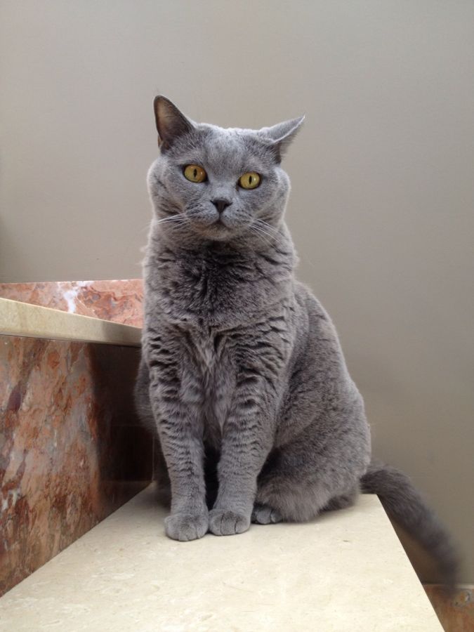 Biscuit, a russian blue mix