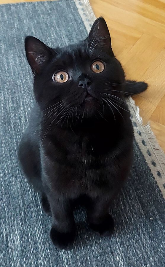 Nutmeg, a tuxedo