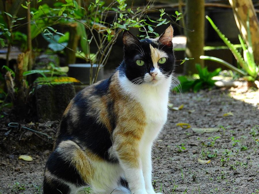 Milo, a norwegian forest mix
