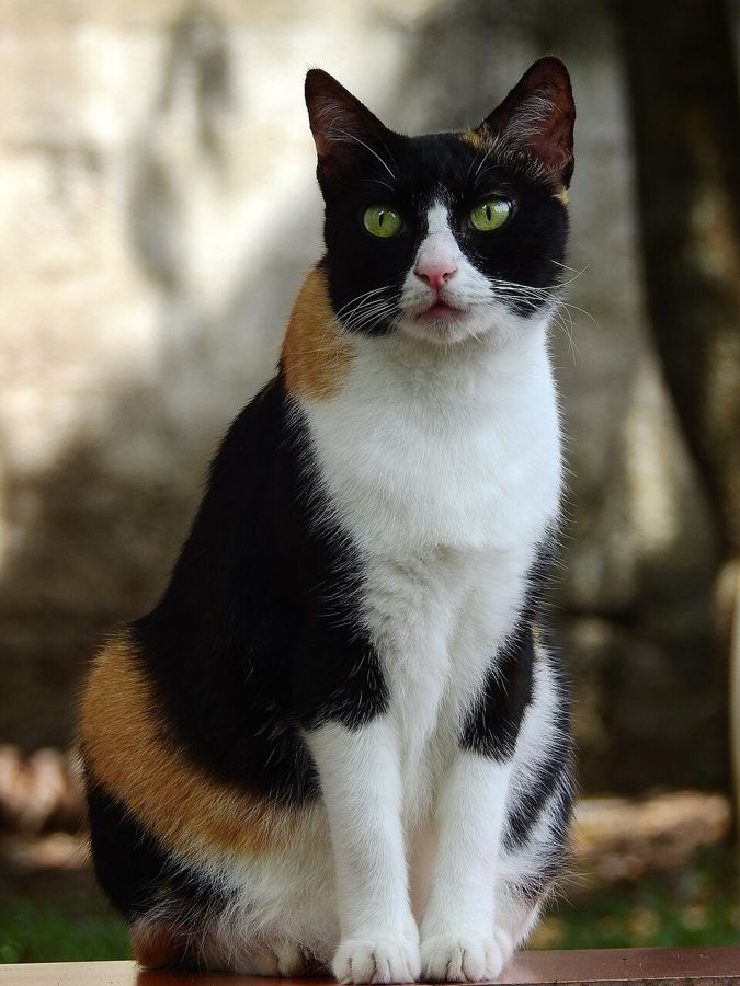 Alfie, a turkish van mix