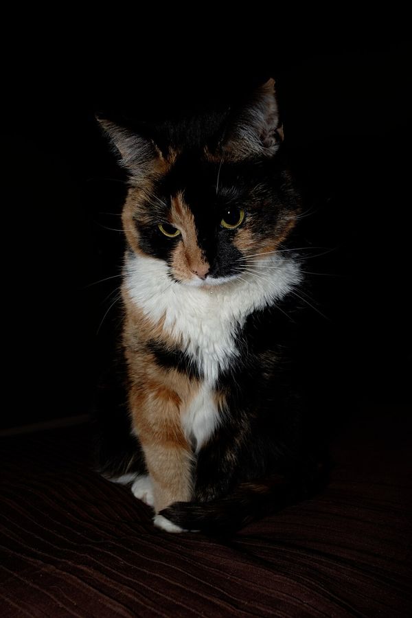 Pickle, a bengal mix