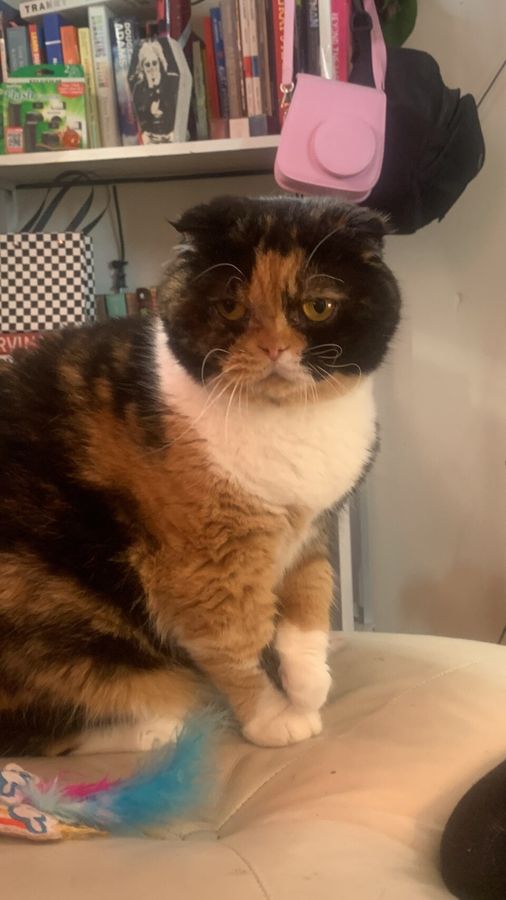 Brie, a tortoiseshell