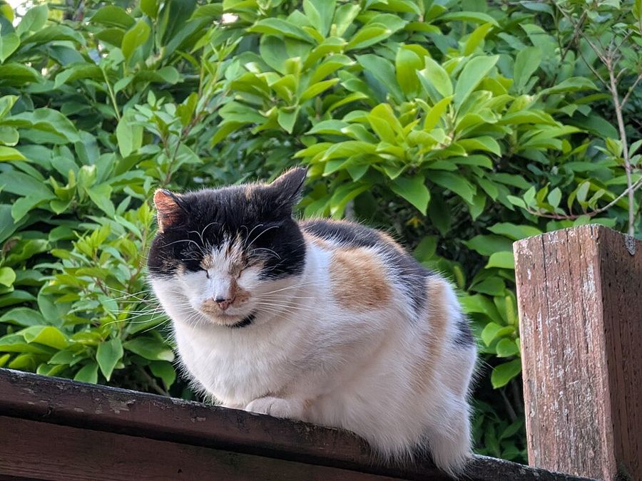 Marmalade, a calico