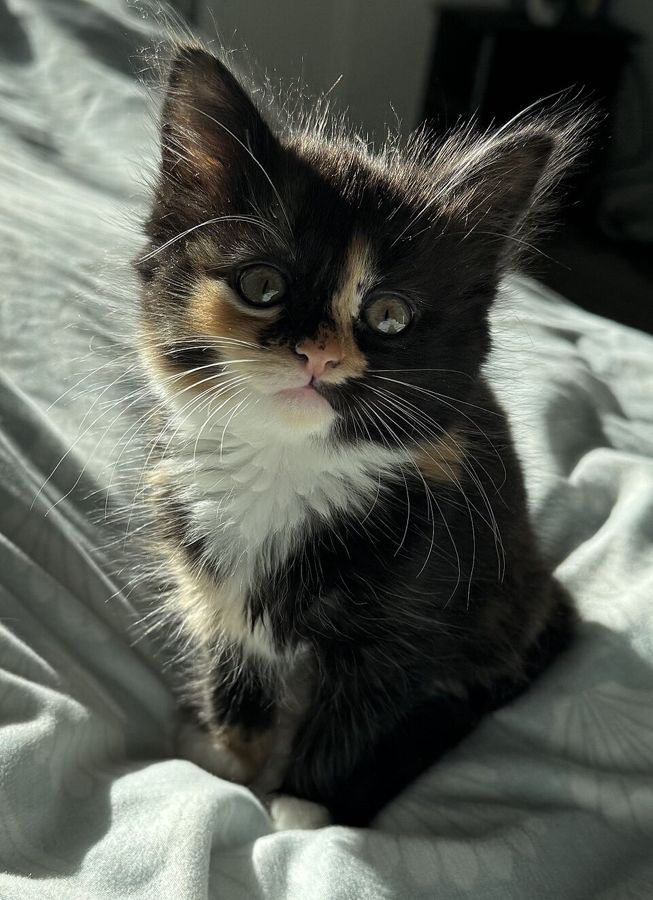 Dumpling, a domestic longhair