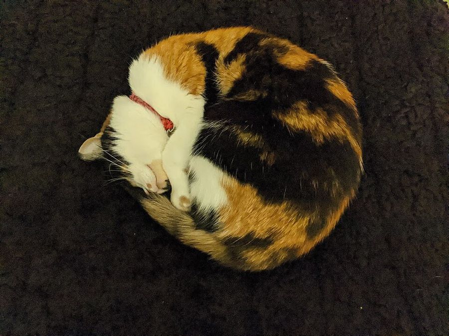 Feta, a domestic longhair