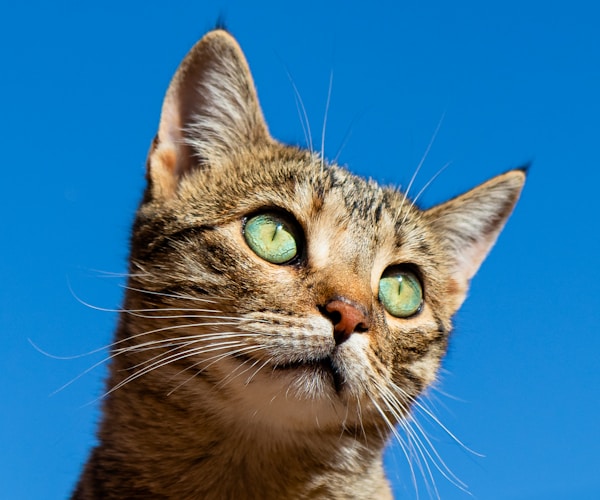 Mochi, an orange tabby looking up with green eyes