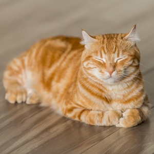 Bella, an orange cat asleep on a wooden floor