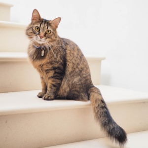 Whiskers, a tabby cat sitting on a staircase